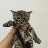 واگذاری رایگان بچه گربه های DSH