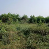 زمین ۲۷۵ متری سند تک برگ در بندرانزلی بشمن|فروش زمین و ملک کلنگی|بندر انزلی, بشمن|دیوار