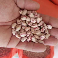 لوبیا چیتی کپسولی زودرس بذری