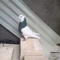 یک جفت کبوتر طوقی بدون غلط