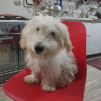 توله تریل نر