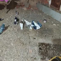 فروش کبوتر|پرنده|فهرج, |دیوار