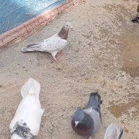 کبوتر کوهی نر قرمز نر طوقی سیاه ماده طوقی کارتونی|پرنده|کبودرآهنگ, |دیوار