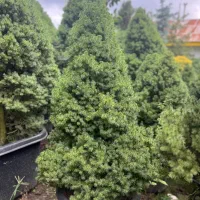 انواع گل گیاه بیرونی نوئل آبی و سبز ستاره ای نانا|گل و گیاه طبیعی|تهران, اقدسیه|دیوار