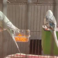 مرغ عشق|پرنده|اقبالیه, |دیوار