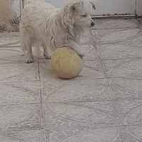 سگ اشپیتز پامر