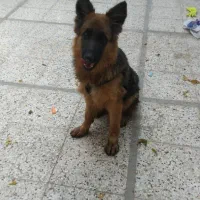 سگ نر ژرمن شپرد اصیل پر خون