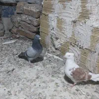 پرندهدرپرند|پرنده|بروجرد, |دیوار