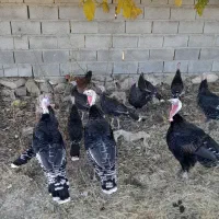 بوقلمون|حیوانات مزرعه|رزن, |دیوار