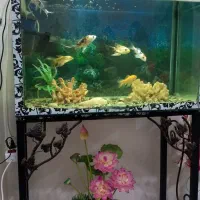 آکواریوم ۷۰ سانتی|ماهی|رشت, تازه آباد|دیوار