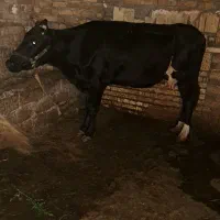 گاو دورگ ماده جوان