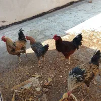 سه عدد خروس یک عدد مرغ تخم گذار