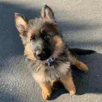 توله ژرمن شپرد شولاین