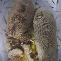 عسل وحشی خوزستان|خوردنی و آشامیدنی|تهران, اتابک|دیوار
