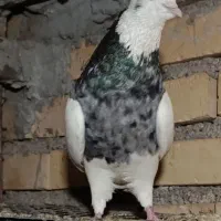 کبوترنرطوقی هفت رنگ