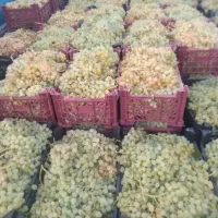 انگور درجه یک عسگری