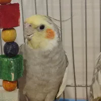 عروس هلندی فروش فوری|پرنده|زرقان, |دیوار