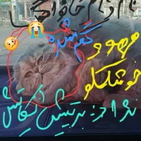 مهوو گم شده در جهانشهر گربه ماده است