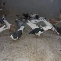 کروتر|پرنده|الوند, |دیوار