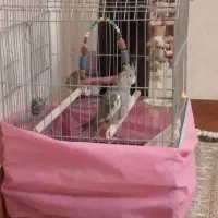 پرنده عروس ماده با قفس