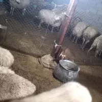 گوسفند و بره شیرخوار