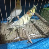 یک عدد عروس هلندی ماده معاوضه با نر