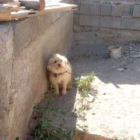 سگ پا کوتاه