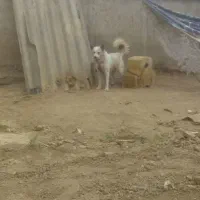 سگ  هاسگی|سگ|گنبد کاووس, |دیوار