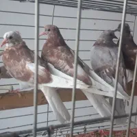 جوجه پرشی|پرنده|رودهن, |دیوار