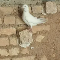 کبوتر