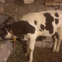 گوساله ماده