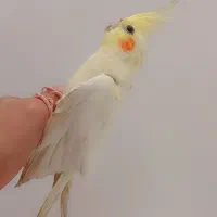 عروس هلندی و فنچ