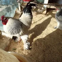 جوجه برهما لایت و امپراطور