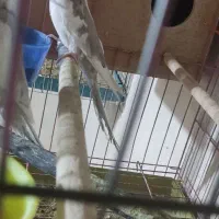 عروس هلندی آلبینو دوکت معاوضه با لاری (در سلماس)|پرنده|خوی, |دیوار