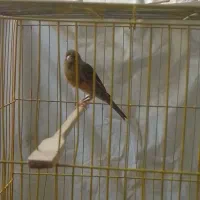 قناری جفت|پرنده|بندرعباس, |دیوار