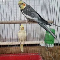 عروس هلندی مولد