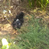 مرغ سیاه فری مادرودختر|حیوانات مزرعه|پاکدشت, پاکدشت (مامازند)|دیوار