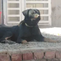 سگ رودفایلر