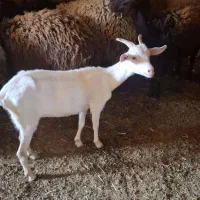 5 رآس بزغاله سانن و پاکستانی|حیوانات مزرعه|سبزوار, قصبه غربی|دیوار