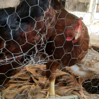 مرغ کاکلی ۴۰۰|حیوانات مزرعه|رشت, جانبازان|دیوار