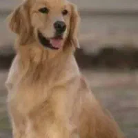 گلدن رتریور