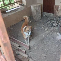 وگذاری سگ نگهبان