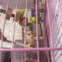 ۲ عدد مرغ عشق|پرنده|رباط‌کریم, رباط‌کریم|دیوار