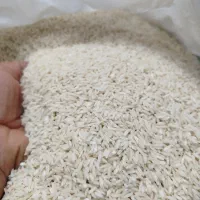 برنج طارم هاشمی و صدری