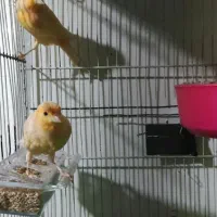 چندعددقناری خوشکل