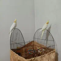 عروس هلندی|پرنده|تهران, تولید دارو|دیوار