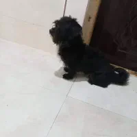 سگ پا کوتاه|سگ|لنگرود, |دیوار