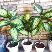 گل پتوس ، دیفن گندمی و ...|گل و گیاه طبیعی|اندیمشک, |دیوار