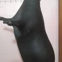 نی انبان