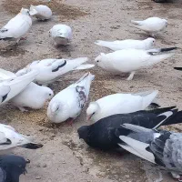 فروش کلی کبوتر